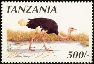 Colnect-1502-611-Somali-Ostrich-Struthio-camelus-molybdophanes.jpg