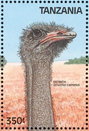 Colnect-1745-654-Common-Ostrich-Struthio-camelus.jpg
