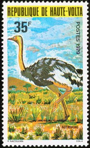 Colnect-1750-138-Common-Ostrich-Struthio-camelus.jpg