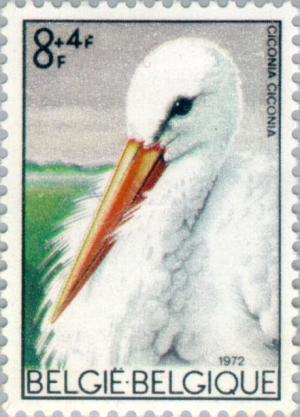 Colnect-185-179-White-Stork-Ciconia-ciconia.jpg