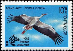 Colnect-4854-800-White-Stork-Ciconia-ciconia.jpg
