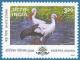 Colnect-548-019-White-Stork-Ciconia-ciconia.jpg