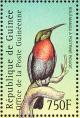 Colnect-3804-335-Scarlet-chested-Sunbird-Chalcomitra-senegalensis.jpg