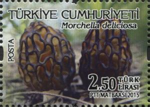 Colnect-3052-201-Mushrooms---Morchella-deliciosa.jpg