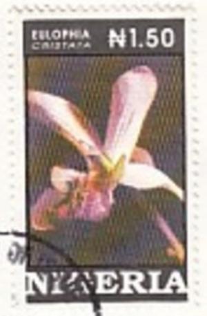 Colnect-3866-665-Orchids---Eulophia-ecristata.jpg