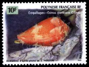 Colnect-672-539-Pertesus-Cone-Conus-pertusus.jpg