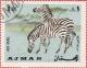 Colnect-1283-288-Plains-Zebra-Equus-quagga.jpg