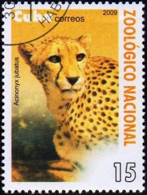 Colnect-1770-642-Cheetah-Acinonyx-jubatus.jpg