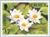 Colnect-127-921-Europa---White-Water-Lily-Nymphaea-alba.jpg