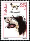 Colnect-1968-057-English-Setter-Canis-lupus-familiaris.jpg