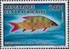 Colnect-4168-278-Freshwater-Fish-Distichodus-sp.jpg