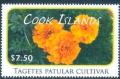 Colnect-4070-103-Tagetes-patular-cultivar.jpg