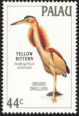 Colnect-1637-991-Yellow-Bittern-Ixobrychus-sinensis-.jpg