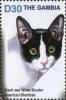 Colnect-4686-095-Black-and-white-bicolor-American-shorthair.jpg