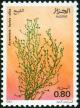 Colnect-2071-734-Artemisia-herba-alba.jpg