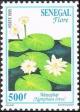 Colnect-2199-499-Lotus-Water-lily-Nymphaea-lotus.jpg