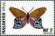 Colnect-4182-804-Butterfly-Satyrus-lena.jpg