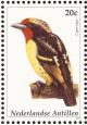 Colnect-965-447-Black-spotted-Barbet%C2%A0Capito-niger.jpg