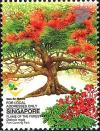 Colnect-5443-261-Flame-of-the-Forest-Delonix-regia.jpg