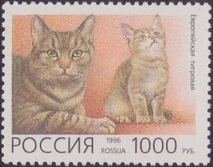 Colnect-1830-112-European-Shorthair-Felis-silvestris-catus.jpg
