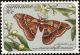 Colnect-4994-851-Moth-Rothschildia-sp.jpg