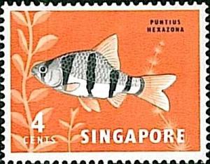 Colnect-1070-784-Six-banded-Tiger-Barb-Puntius-hexazona.jpg