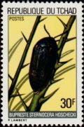 Colnect-1052-809-Jewel-Beetle-Buprestis-sternocera.jpg