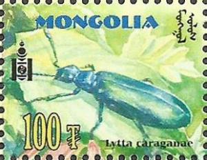Colnect-2649-013-Beetle-Lytta-caraganae.jpg