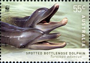 Colnect-4409-255-Indo-Pacific-Bottlenose-Dolphin-Tursiops-aduncus.jpg