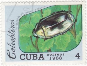 Colnect-935-531-Scarab-Beetle-Plusiotis-argenteola.jpg