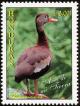 Colnect-1552-221-Black-bellied-Whistling-Duck%C2%A0Dendrocygna-autumnalis.jpg