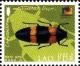 Colnect-2541-498-Jewel-Beetle-Chrysochroa-mniszechi.jpg