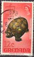 Colnect-771-135-Yellow-footed-Tortoise-Testudo-denticulata.jpg