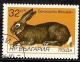 Colnect-995-292-Belgian-Giant-Oryctolagus-cuniculus-forma-domestica.jpg