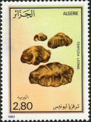 Colnect-2066-498-Desert-truffle-Terfezia-leonis.jpg