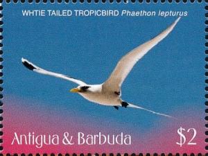 Colnect-6359-411-White-tailed-Tropicbird-Phaethon-lepturus.jpg