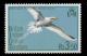 Colnect-1379-299-White-tailed-Tropicbird-Phaethon-lepturus.jpg