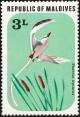 Colnect-1631-843-White-tailed-Tropicbird-Phaethon-lepturus.jpg