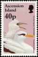 Colnect-4414-474-White-tailed-Tropicbird-Phaethon-lepturus.jpg