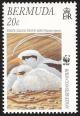 Colnect-5174-609-White-tailed-Tropicbird-Phaethon-lepturus.jpg