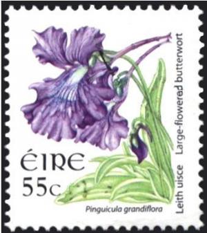 Colnect-1718-898-Large-flowered-Butterwort---Pinguicula-grandiflora.jpg