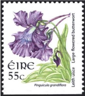Colnect-1718-900-Large-flowered-Butterwort---Pinguicula-grandiflora.jpg