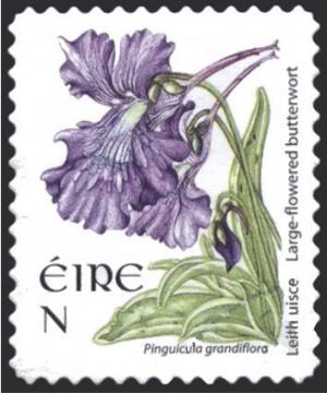 Colnect-1718-904-Large-flowered-Butterwort---Pinguicula-grandiflora.jpg