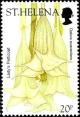 Colnect-5947-866-Lady-s-Petticoat-Datura-suaveolens.jpg