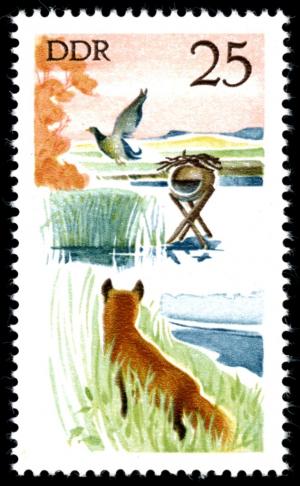 Colnect-1980-142-Mallard-Anas-platyrhynchos-Red-Fox-Vulpes-vulpes.jpg