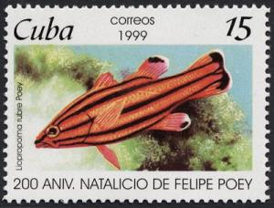 Colnect-852-921-Peppermint-Bass-Liopropoma-rubre.jpg