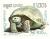 Colnect-1420-928-Aldabra-Giant-Tortoise-Testudo-gigantea.jpg