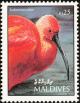 Colnect-1631-872-Scarlet-Ibis-Eudocimus-ruber.jpg