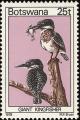 Colnect-597-727-African-Giant-Kingfisher-Ceryle-maxima.jpg