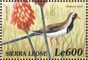 Colnect-3807-363-Namaqua-Dove-Oena-capensis.jpg